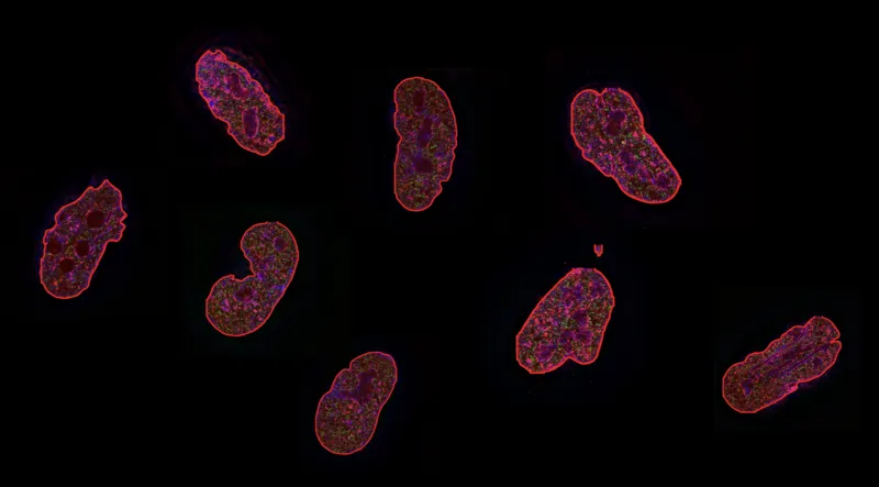 FluorocellAI segmentation output: fluorescent cell nuclei, each outlined by an automatically detected boundary